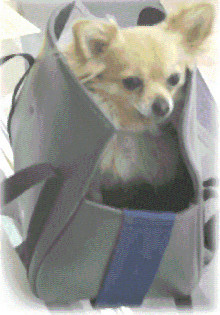 Hund in Tasche